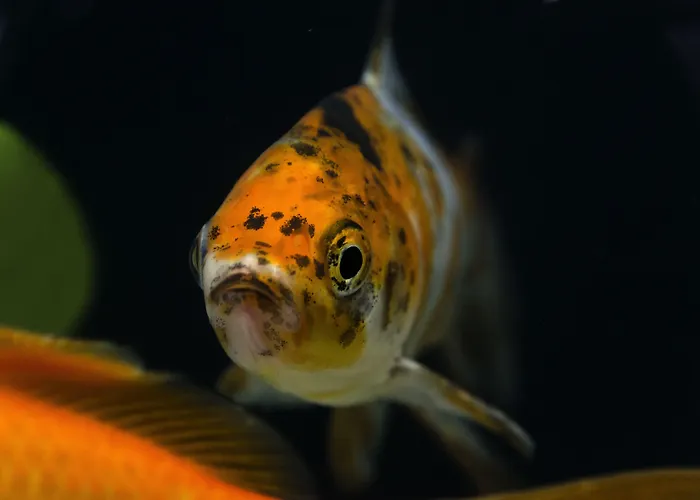 Hotel Agua De Mar Boutique 4*